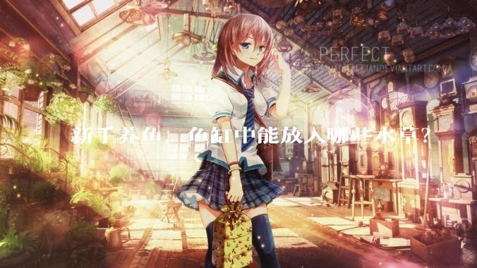 新手养鱼，鱼缸中能放入哪些水草？